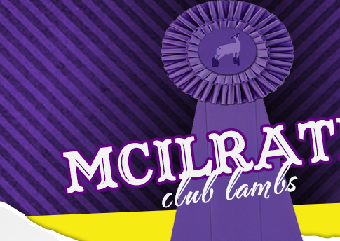 McIlrath Club Lambs